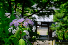 丹州観音寺