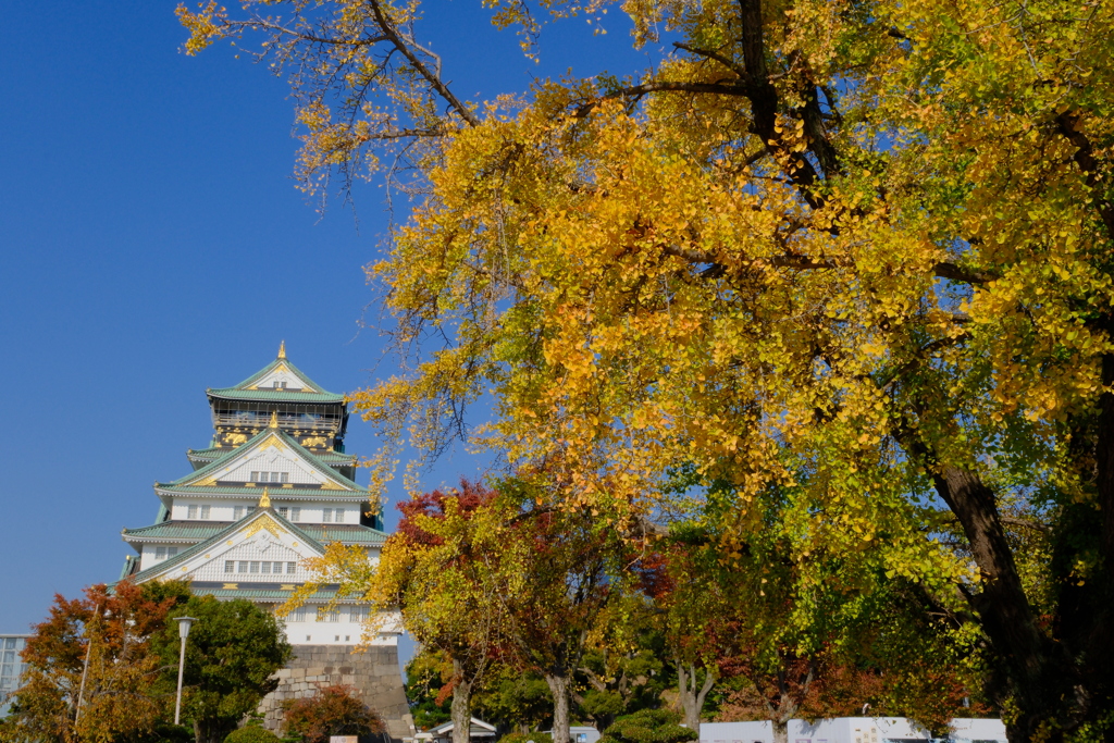 大阪城と大銀杏
