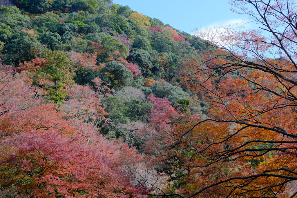 箕面公園の紅葉