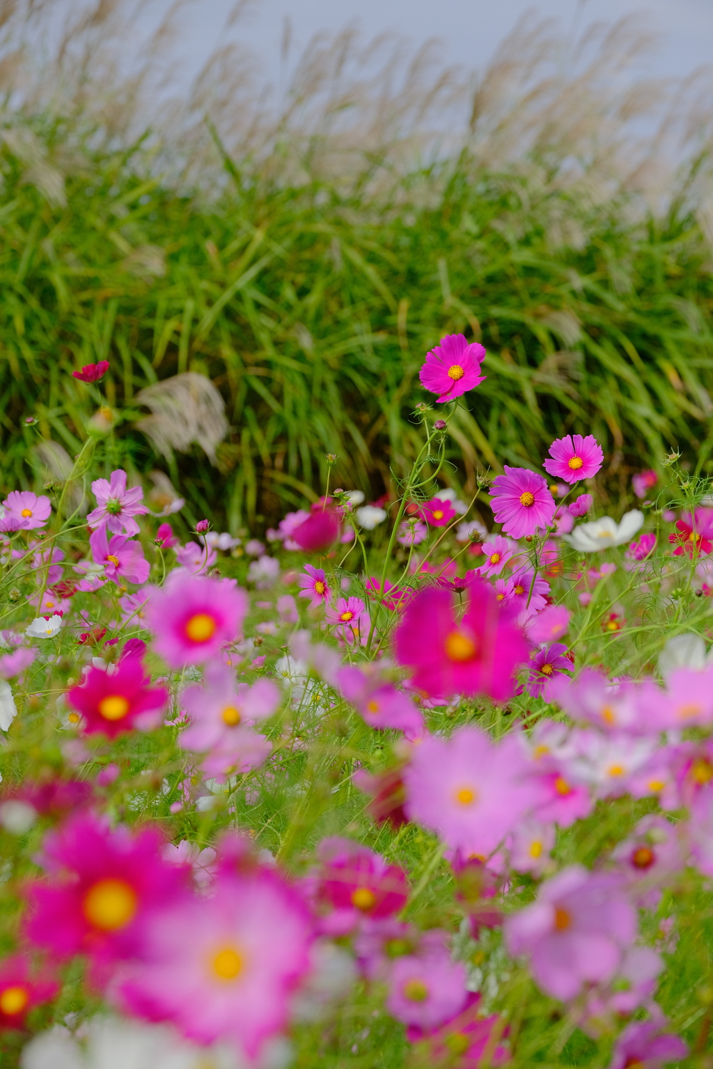 藤原宮跡の秋桜