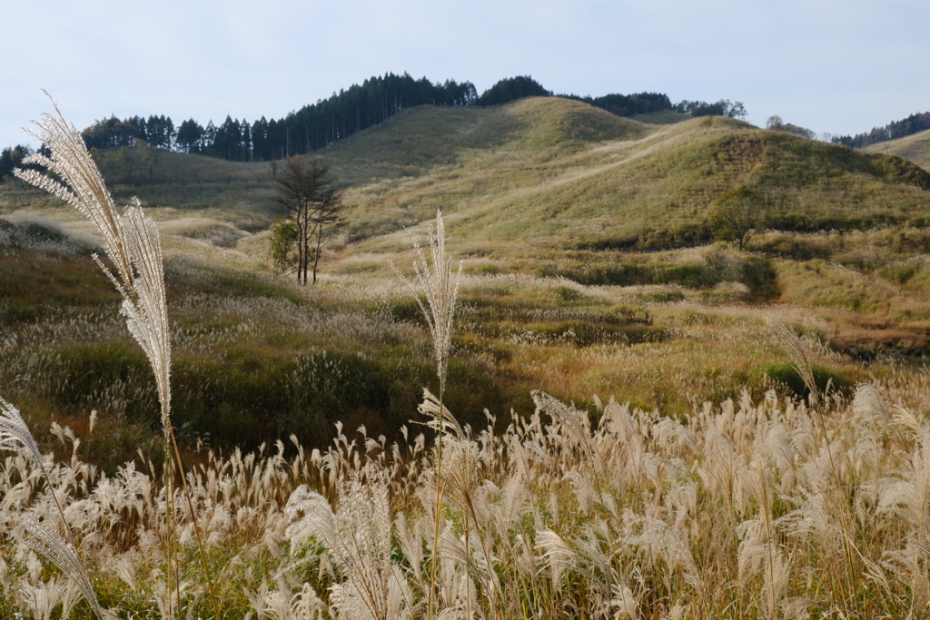 砥峰高原のススキ