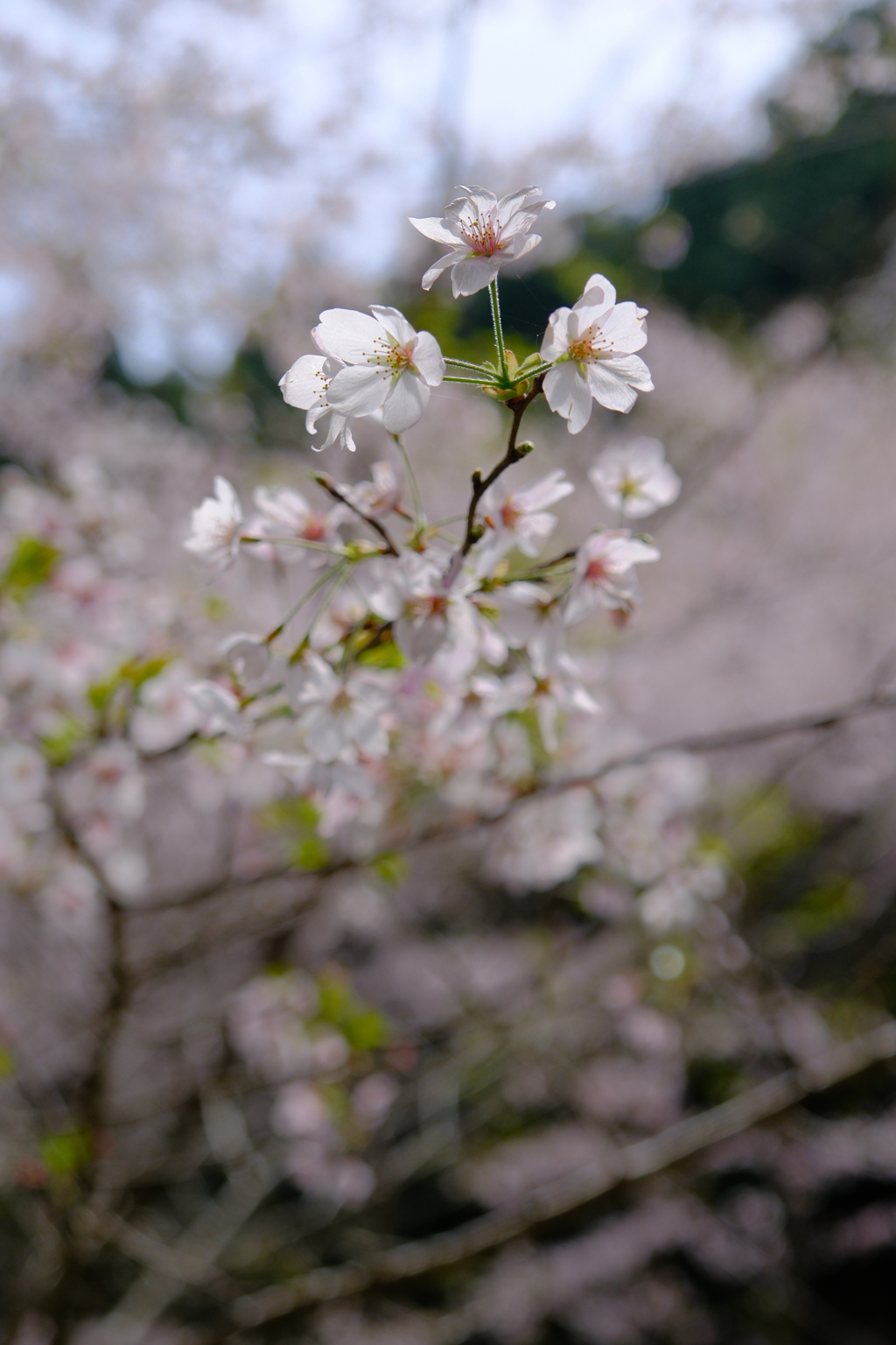 地福寺・子安地蔵尊のしだれ桜
