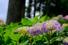 花園あじさい園