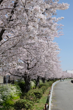 通勤途上の桜
