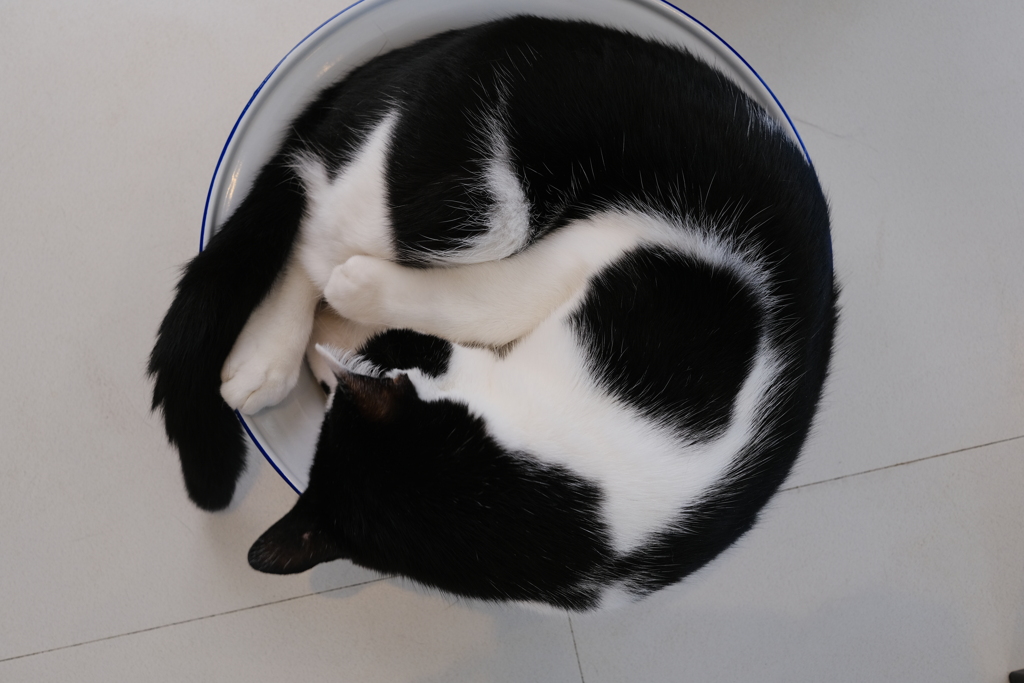 Tonekoの猫たち