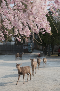 朝の出勤風景