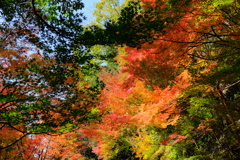 摂津峡の紅葉