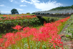 徳山の彼岸花