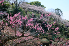 中山寺の梅園