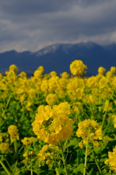 菜の花畑