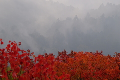 若草山の秋