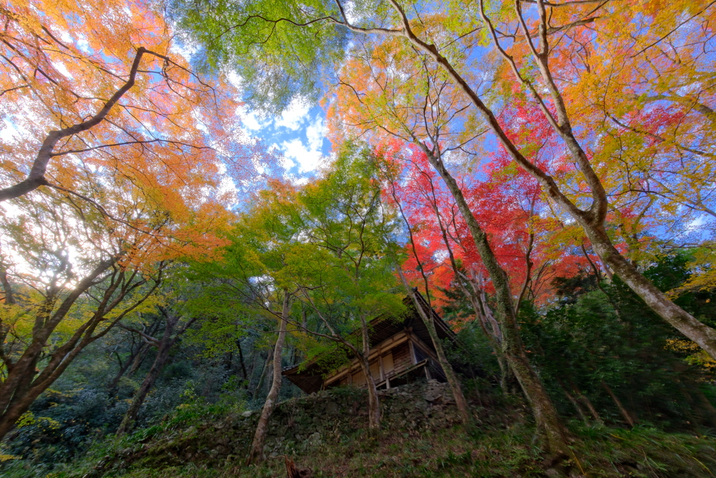 大威徳寺の紅葉