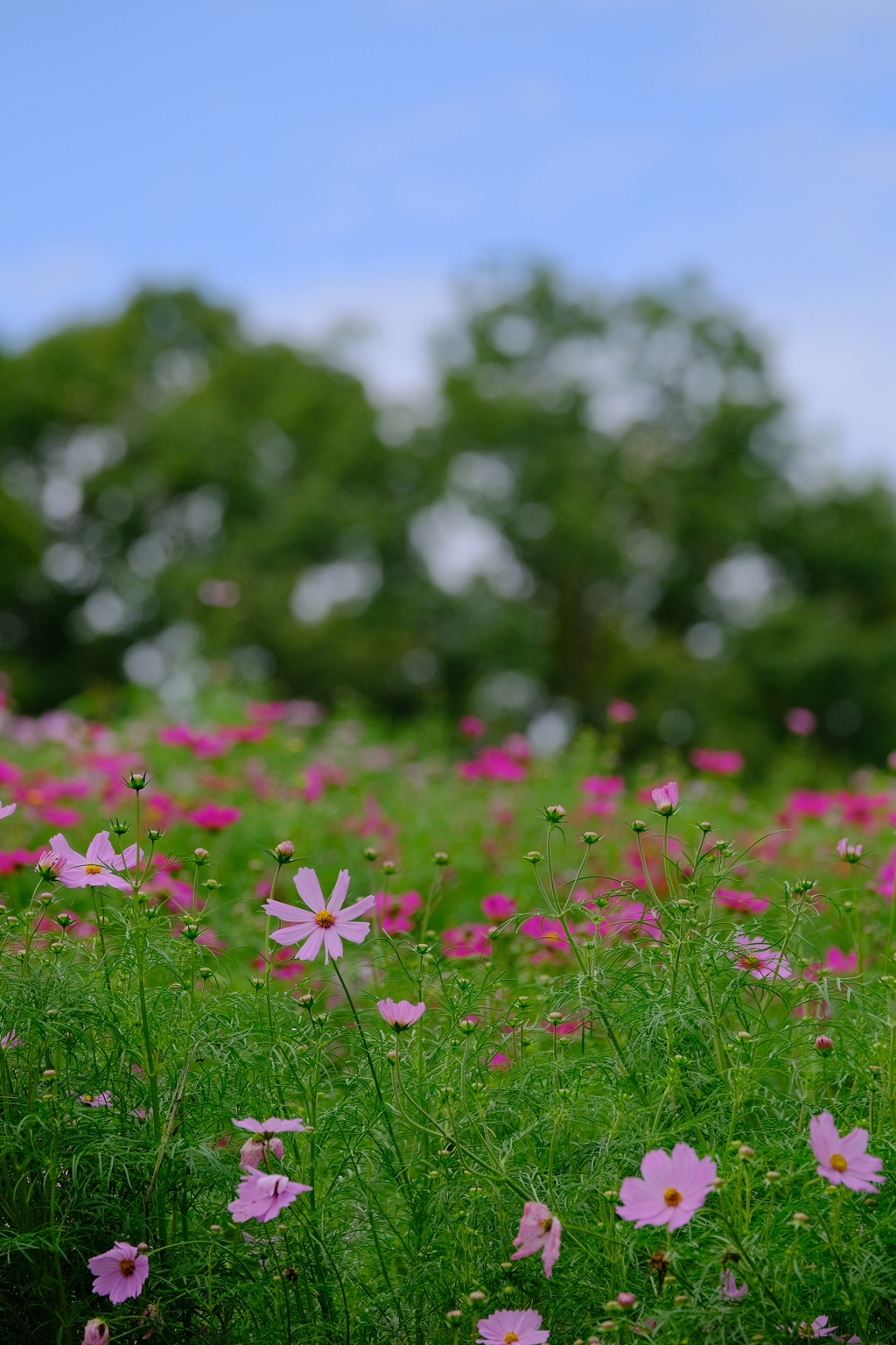 馬見丘陵公園のコスモス