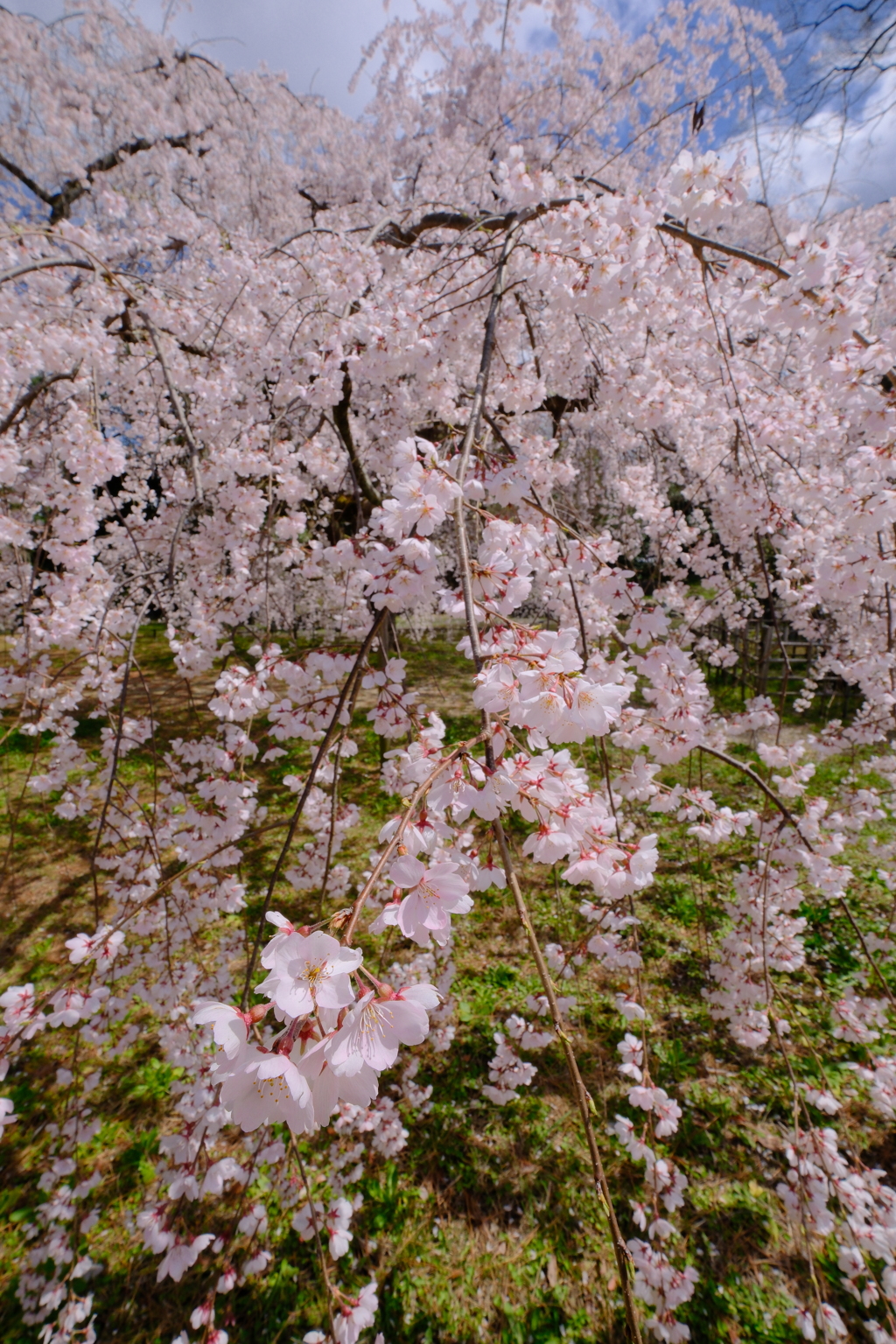 近衛邸跡の枝垂桜