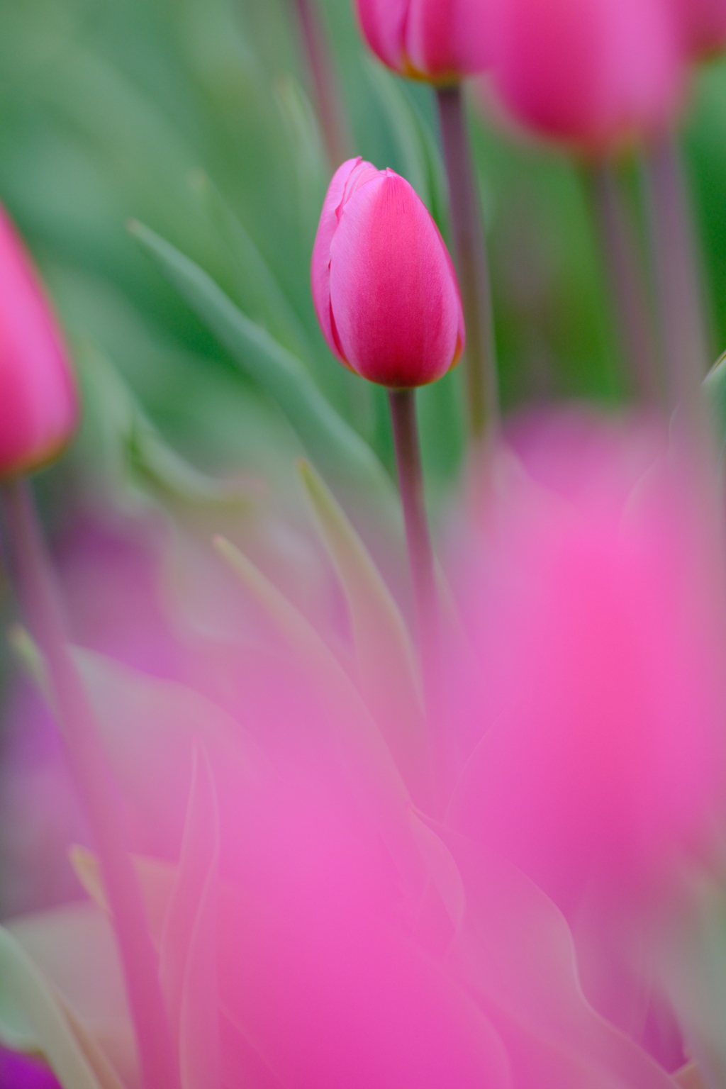 アイスチューリップ