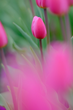 アイスチューリップ