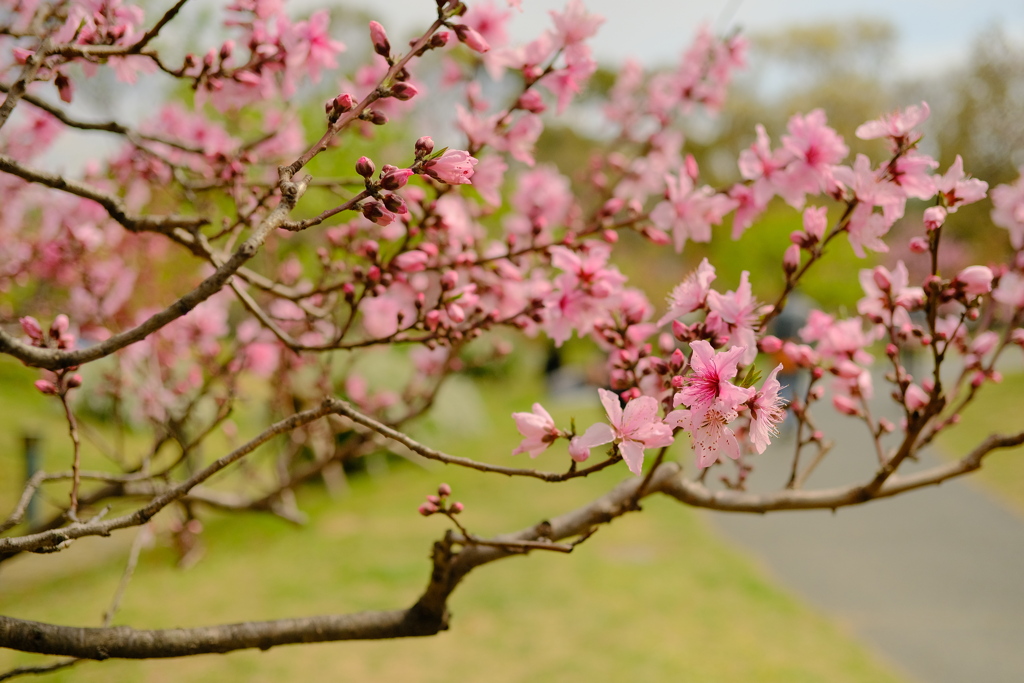 満開の桃の花