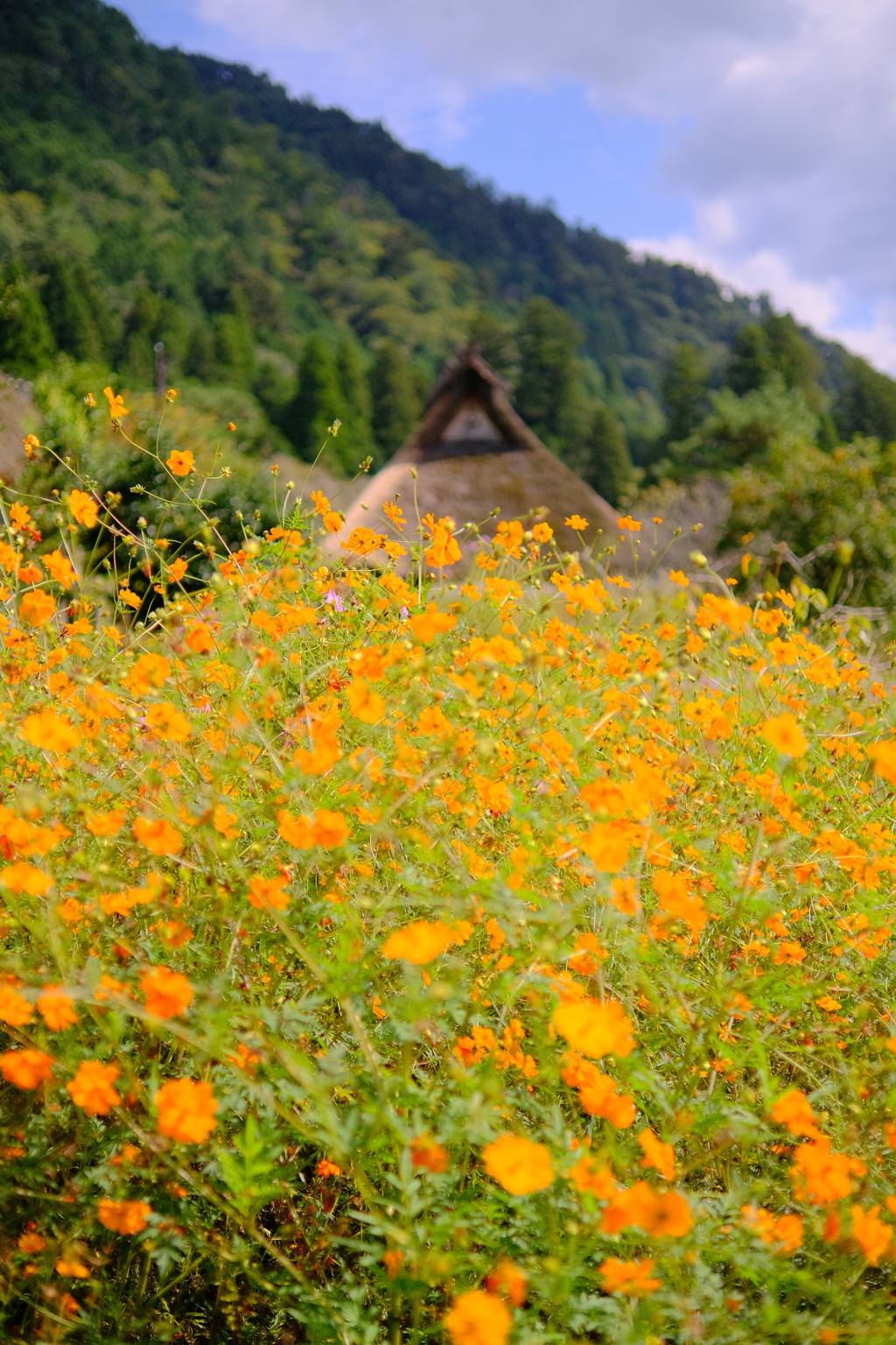 美山かやぶきの里のコスモス