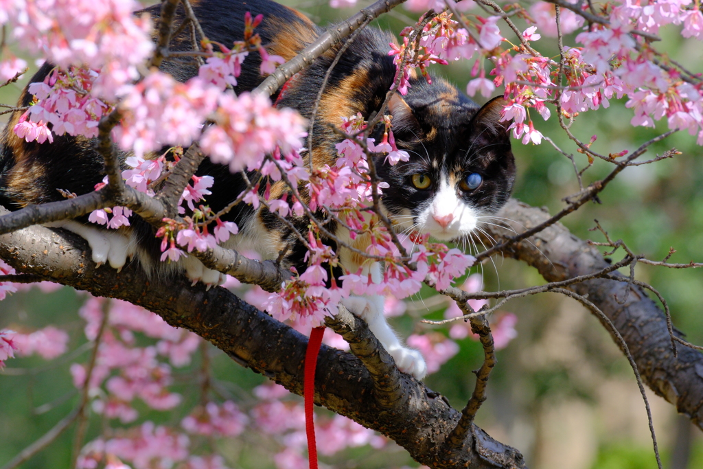 木登りキャット