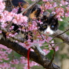 木登りキャット