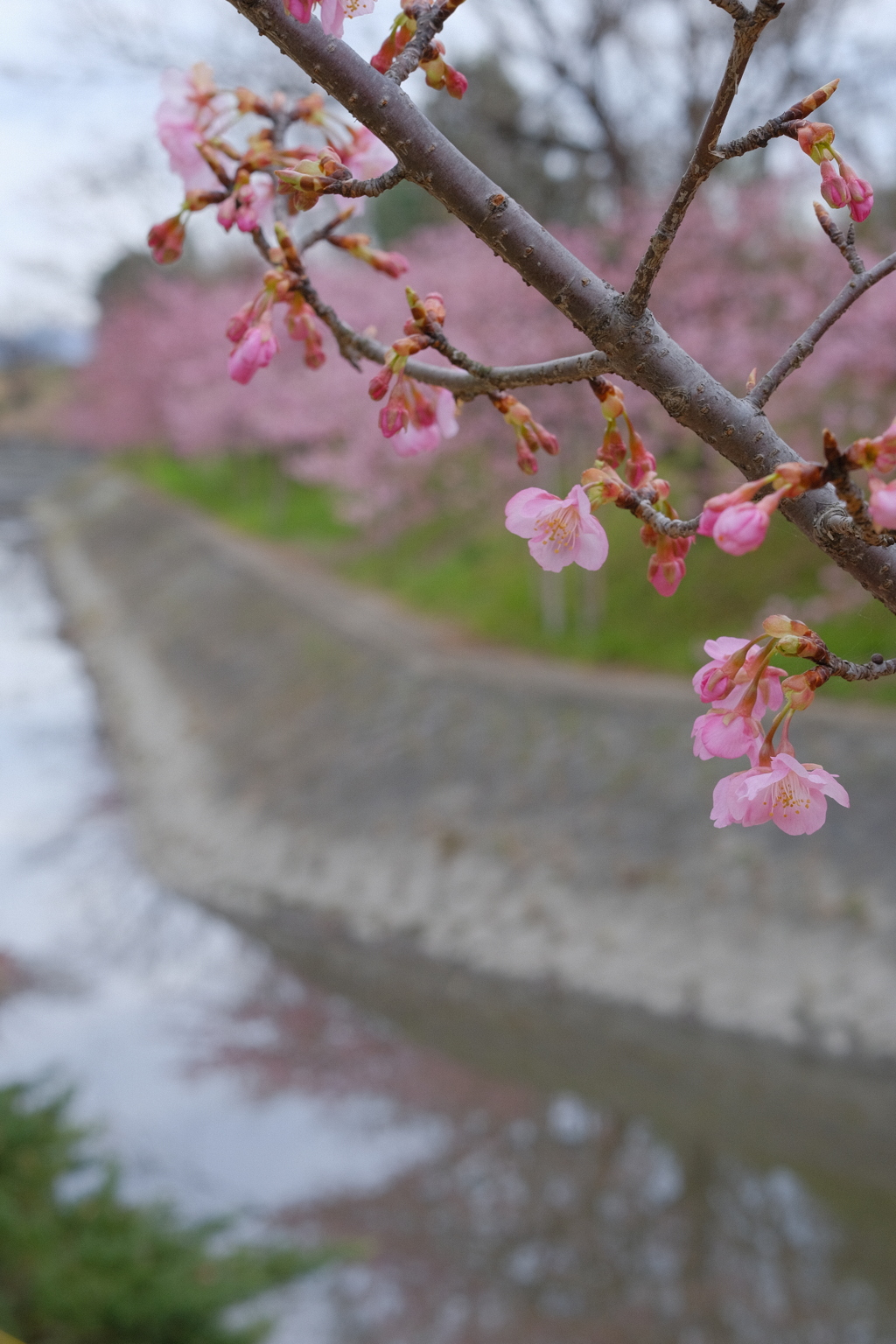 淀の河津桜