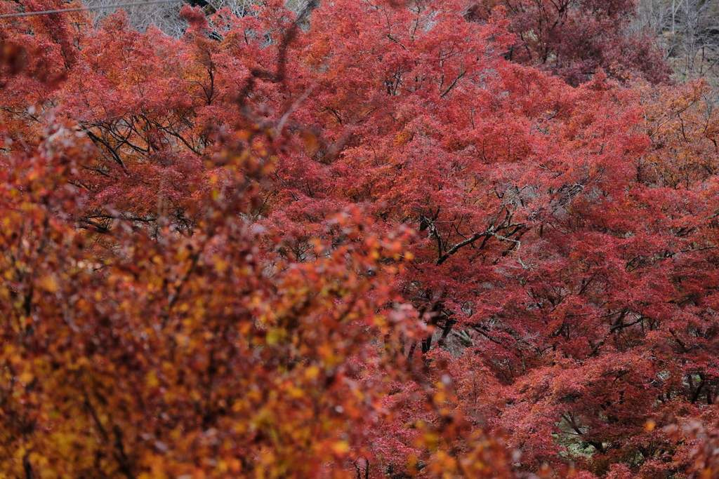 吉野の紅葉