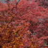吉野の紅葉