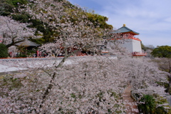紀三井寺の桜