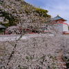 紀三井寺の桜