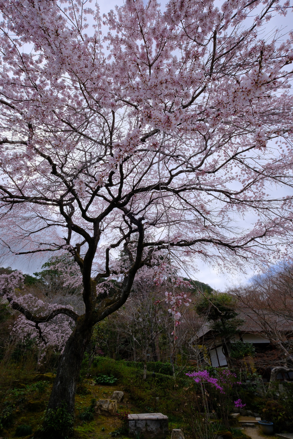 常寂光寺の彼岸枝垂れ桜