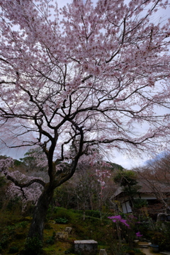 常寂光寺の彼岸枝垂れ桜