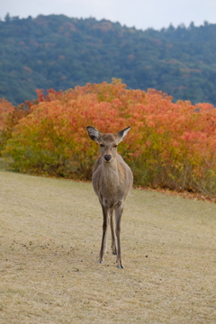 若草山の秋鹿