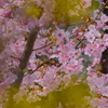 前ボケ大好き