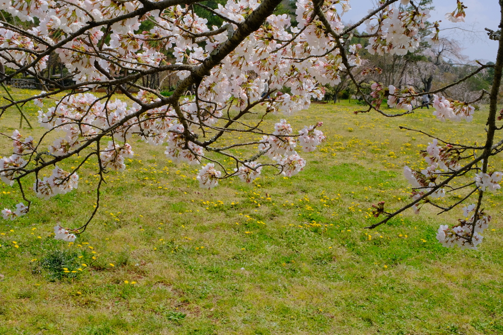 平安郷の桜