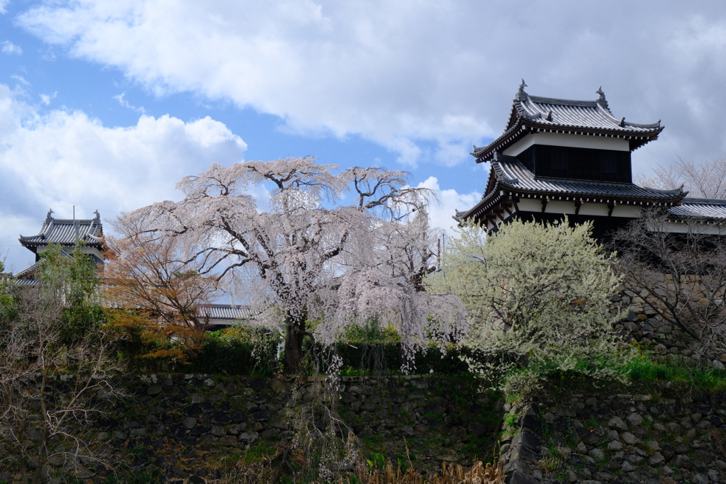 郡山城跡の桜