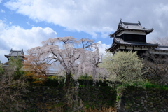 郡山城跡の桜