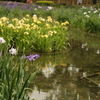 城北菖蒲園