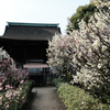 道明寺天満宮の梅林