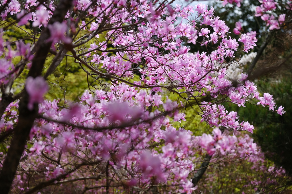 石山寺のつつじ