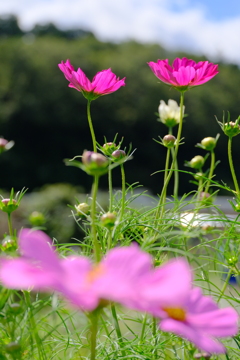 秋桜