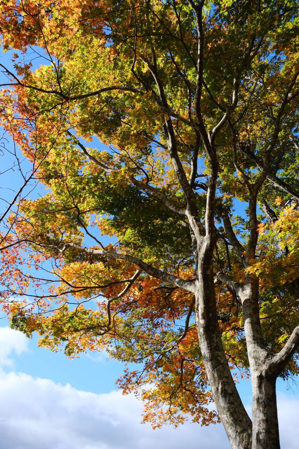 小谷城跡の紅葉