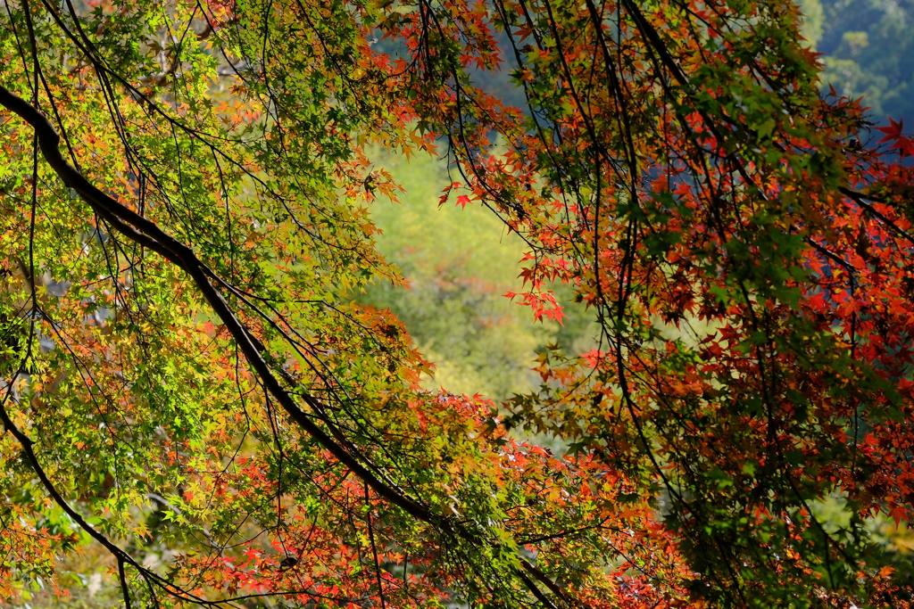 摂津峡の紅葉
