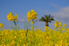 満開の菜の花