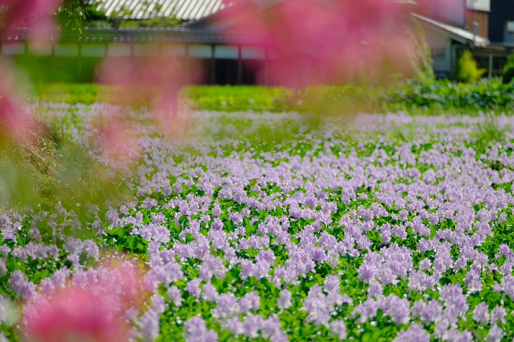 本薬師寺跡ホテイアオイ