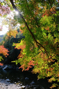 摂津峡の紅葉