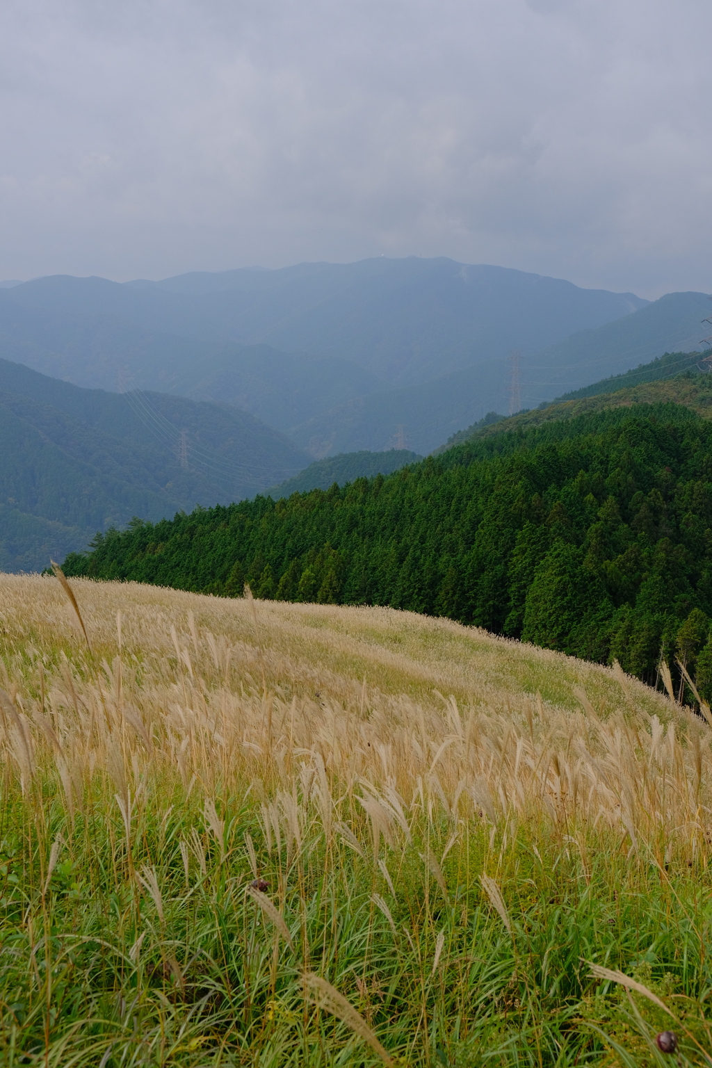 岩湧山のススキ