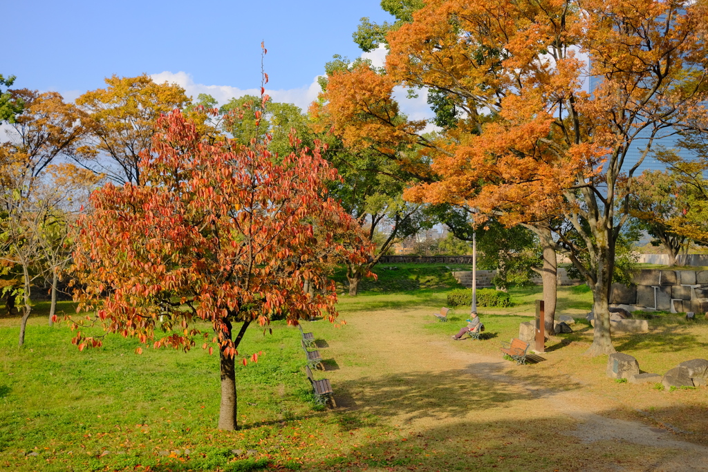 大阪城公園の紅葉