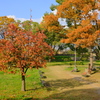 大阪城公園の紅葉