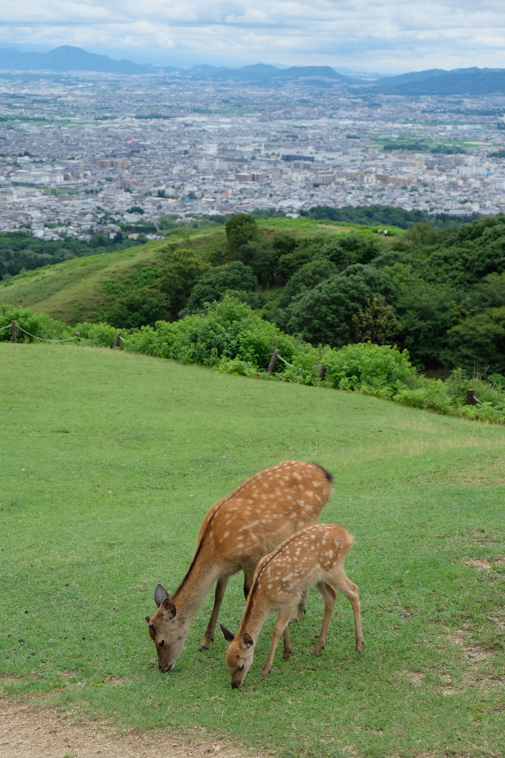 おかあさんといっしょ