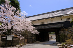 松本城と桜